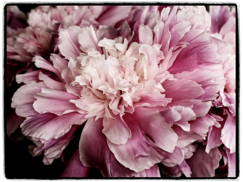 Photo of Pink Peony Blooms taken as a Fla-Lay Photograph at the Welshot Imaging Photographic Academy